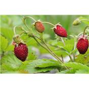 Fragaria Vesca-Erdbeere, gemeine, Urtinktur oder Pflanzenextrakt BIO