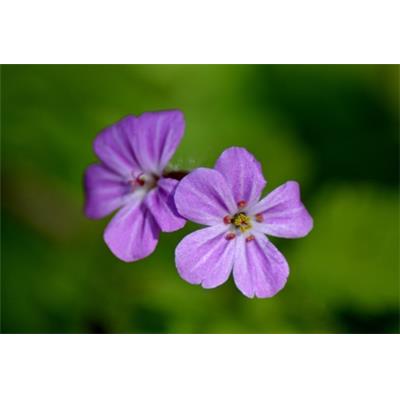 Geranium Robertianum-Kraut, gottesgnaden, Urtinktur oder Pflanzenextrakt BIO