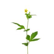 Geum Urbanum-Echte Nelkenwurz, Urtinktur oder Pflanzenextrakt BIO