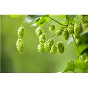 Humulus Lupulus-Hopfen, (zaun-), Urtinktur oder Pflanzenextrakt BIO