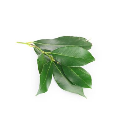 Laurus Nobilis-Lorbeer, Urtinktur oder Pflanzenextrakt BIO