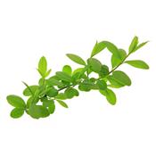 Ligustrum Vulgare-Beinholz, Urtinktur oder Pflanzenextrakt BIO