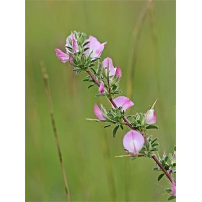Ononis Spinosa-Heuhechel, dorniger, Urtinktur oder Pflanzenextrakt BIO