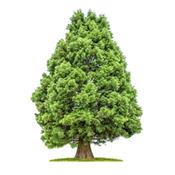 Sequoia Gigantea, Urtinktur oder Pflanzenextrakt BIO