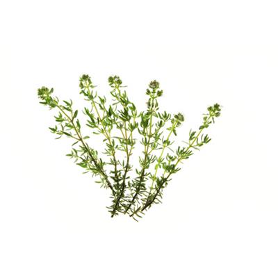 Thymus Vulgaris-Hühnerkohl, Urtinktur oder Pflanzenextrakt BIO