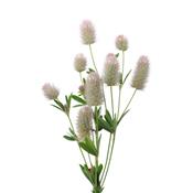 Trifolium Arvense-Glücksblume, Urtinktur oder Pflanzenextrakt BIO