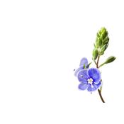 Veronica Officinalis-Ehrenpreis, echter, Urtinktur oder Pflanzenextrakt BIO