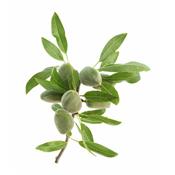 Amygdalus Communis Dulcis, Urtinktur oder Pflanzenextrakt BIO