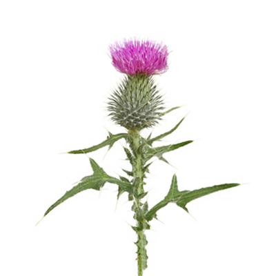 Carduus Marianus-Mariendistel, Urtinktur oder Pflanzenextrakt BIO