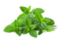 Urtinkturen oder Extrakte aus frischen Pflanzen BIO Phyto Extract