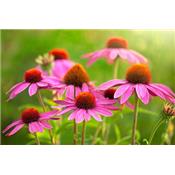 Echinacea Angustifolia-Sonnenhut, Urtinktur oder Pflanzenextrakt BIO