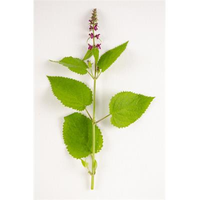 Stachys Silvatica-Waldnessel, grosse, Urtinktur oder Pflanzenextrakt BIO