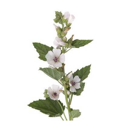 Althaea Officinalis-Althee, Urtinktur oder Pflanzenextrakt BIO