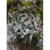 Cetraria Islandica, Urtinktur oder Pflanzenextrakt BIO