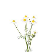 Matricaria Chamomilla-Kamille, Urtinktur oder Pflanzenextrakt BIO