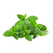 Mentha Viridis, Urtinktur oder Pflanzenextrakt BIO