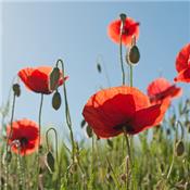 Papaver Rhoeas-Klatschrose, Urtinktur oder Pflanzenextrakt BIO
