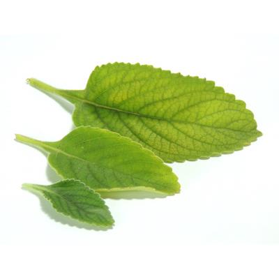 Peumus Boldus, Urtinktur oder Pflanzenextrakt BIO