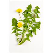 Taraxacum Dens Leonis, Urtinktur oder Pflanzenextrakt BIO
