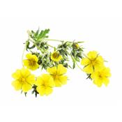 Potentilla Reptans-Fingerkraut, fünf, Urtinktur oder Pflanzenextrakt BIO