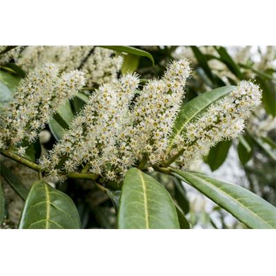 Prunus Laurocerasus-Kirshlorber, Urtinktur oder Pflanzenextrakt BIO