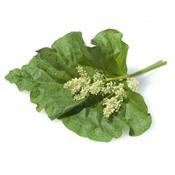 Rheum Rhaponticum, Urtinktur oder Pflanzenextrakt BIO