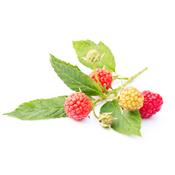 Rubus Idaeus-Himbeere, Knospen Glycerinmazerat BIO