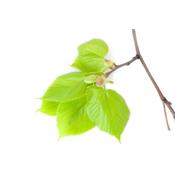 TiliaTomentosa-, Knospen Glycerinmazerat BIO