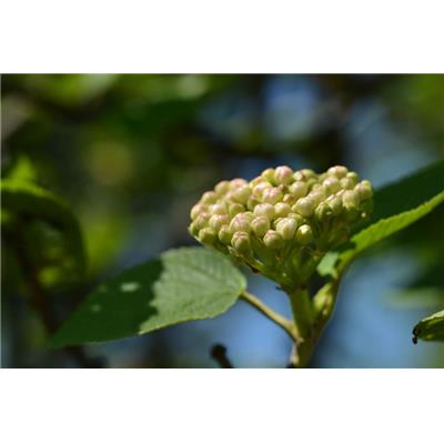 Viburnum lantana-Schlinge, wollige, Knospen Glycerinmazerat BIO