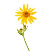 Arnica Montana-Arnika, Urtinktur oder Pflanzenextrakt BIO