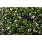 Arctostaphylos Uva Ursi, Urtinktur oder Pflanzenextrakt BIO