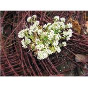 Cochlearia Officinalis-Echtes Löffelkraut, Urtinktur oder Pflanzenextrakt BIO