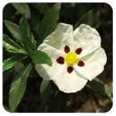 Ätherisches Öl Cistrosen - Cistus ladaniferus ct pinene BIO