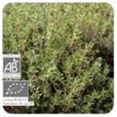 Ätherisches Öl Thymian ct. Thymol - Thymus vulgaris ct thymol BIO