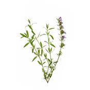 Hyssopus Officinalis-Essigkraut, Urtinktur oder Pflanzenextrakt BIO