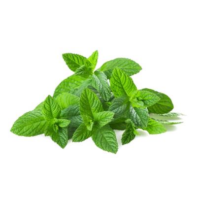 Mentha Viridis, Urtinktur oder Pflanzenextrakt BIO