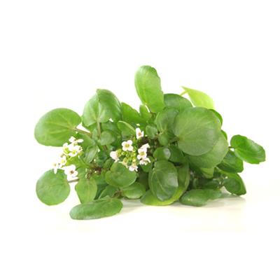 Nasturtium Officinale-Brunnenkresse, echte, Urtinktur oder Pflanzenextrakt BIO