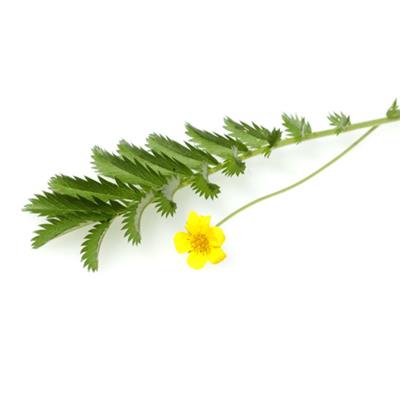Potentilla Anserina-Fingerkraut, gänse, Urtinktur oder Pflanzenextrakt BIO
