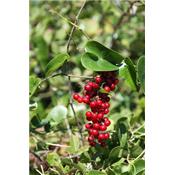 Smilax Aspera-Stechwinde, rauhe, Urtinktur oder Pflanzenextrakt BIO