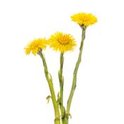 Tussilago Farfara-Huflattich, gewönlicher, Urtinktur oder Pflanzenextrakt BIO