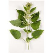 Urtica Dioica-Brennessel, grosse, Urtinktur oder Pflanzenextrakt BIO