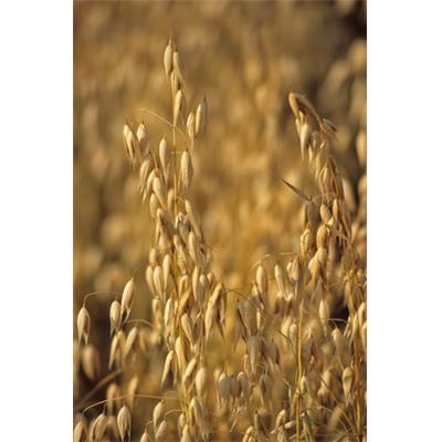 Avena Germinata-gekeimte Hafer, Urtinktur oder Pflanzenextrakt BIO