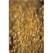 Avena Germinata-gekeimte Hafer, Urtinktur oder Pflanzenextrakt BIO