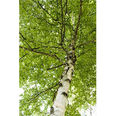 Betula Verrucosa-Birke, hänge-, Knospen Glycerinmazerat BIO