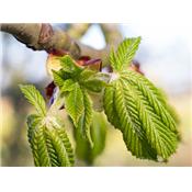 Castanea Vesca-Edelkastanie, Knospen Glycerinmazerat BIO