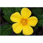 Turnera Aphrodisiaca, Urtinktur oder Pflanzenextrakt BIO