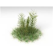 Equisetum arvense-Duwok, Knospen Glycerinmazerat BIO