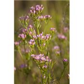 Erythraea Centaurium, Urtinktur oder Pflanzenextrakt BIO