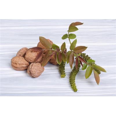 Juglans Regia-Edelnuss, Urtinktur oder Pflanzenextrakt BIO