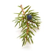 Juniperus Communis-Reckolder, Knospen Glycerinmazerat BIO
